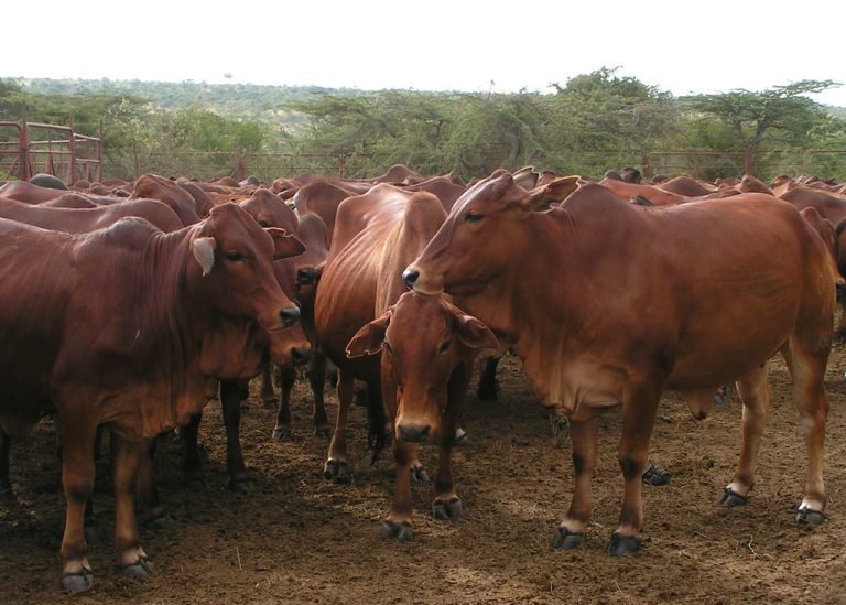 The Sahiwal breed is resilient to ticks, heat & harsh climates. During lactation, it produces milk yields an avg 2200 kg, a 1 yr bull can fetch up to Sh40,000, twice the value of local breeds incase you didn't know, National Research Fund is distributing Sahiwal calves via KALRO