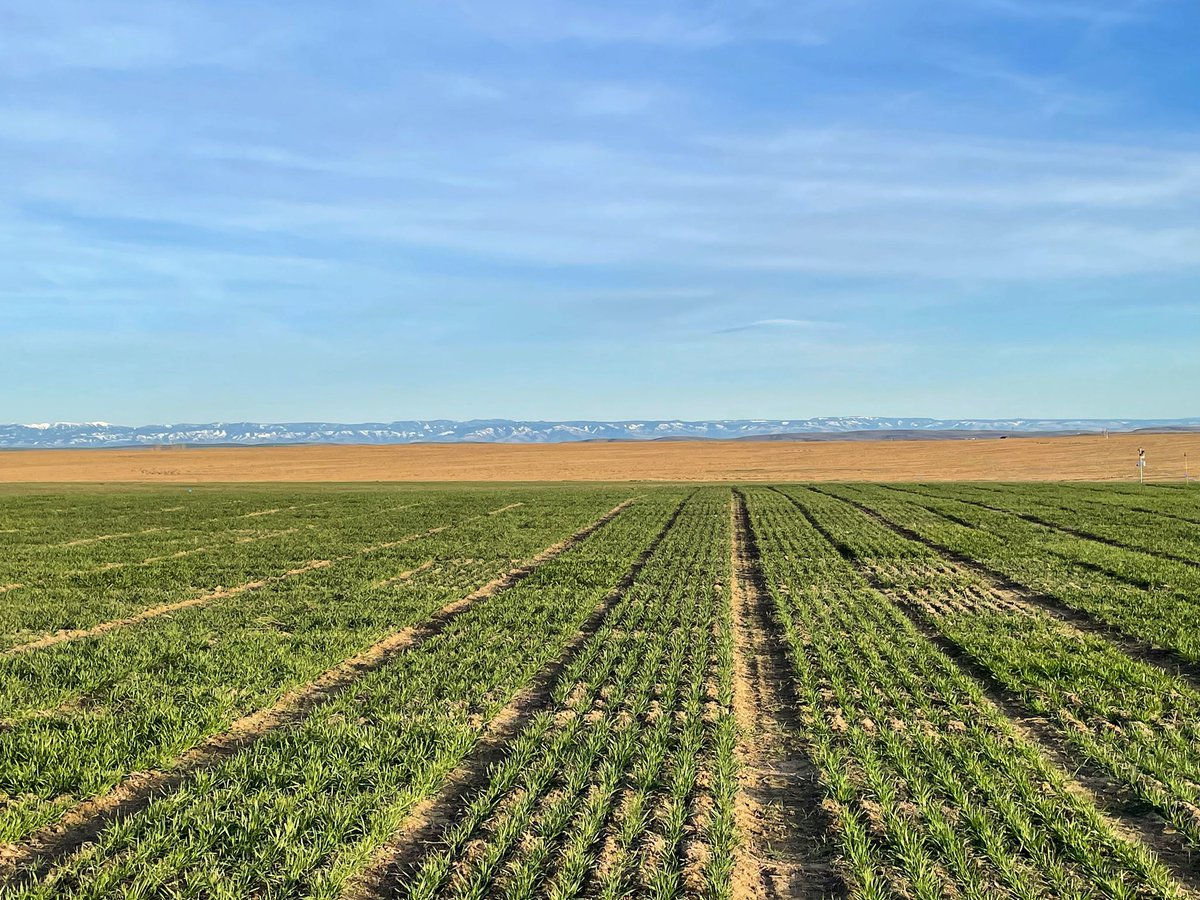 It was a perfect day to look at plots! It’s still early, but I can definitely pick out the faster growing lines.