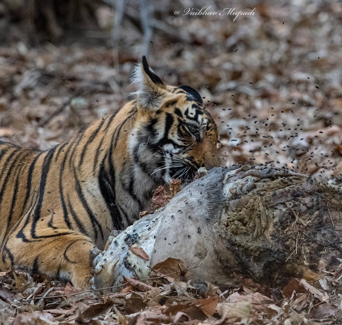 im-wildvaibhav tweet media