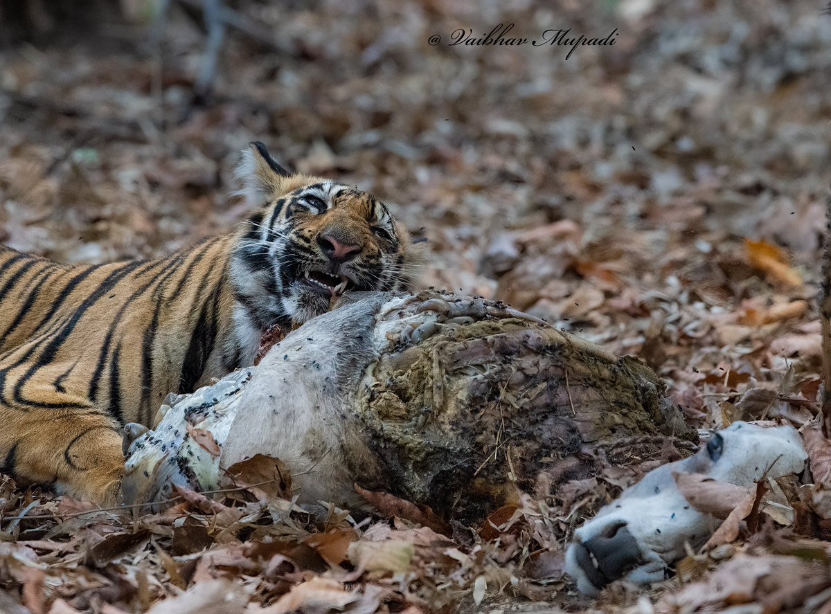 im-wildvaibhav tweet media