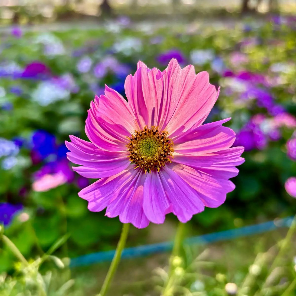 Flower garden, Flower-bed🌹😍🤌
.

#shotoniphone
.
#sundernursery #flowers #garden #flowergarden #aesthetic #flowerstagram #delhigram #heritge #delhidiaries #delhiblogger #travelrealindia #indianshutterbugs #sodelhi #dfordelhi #delhincr #lbbdelhi #yourshotphotographer #fypviral