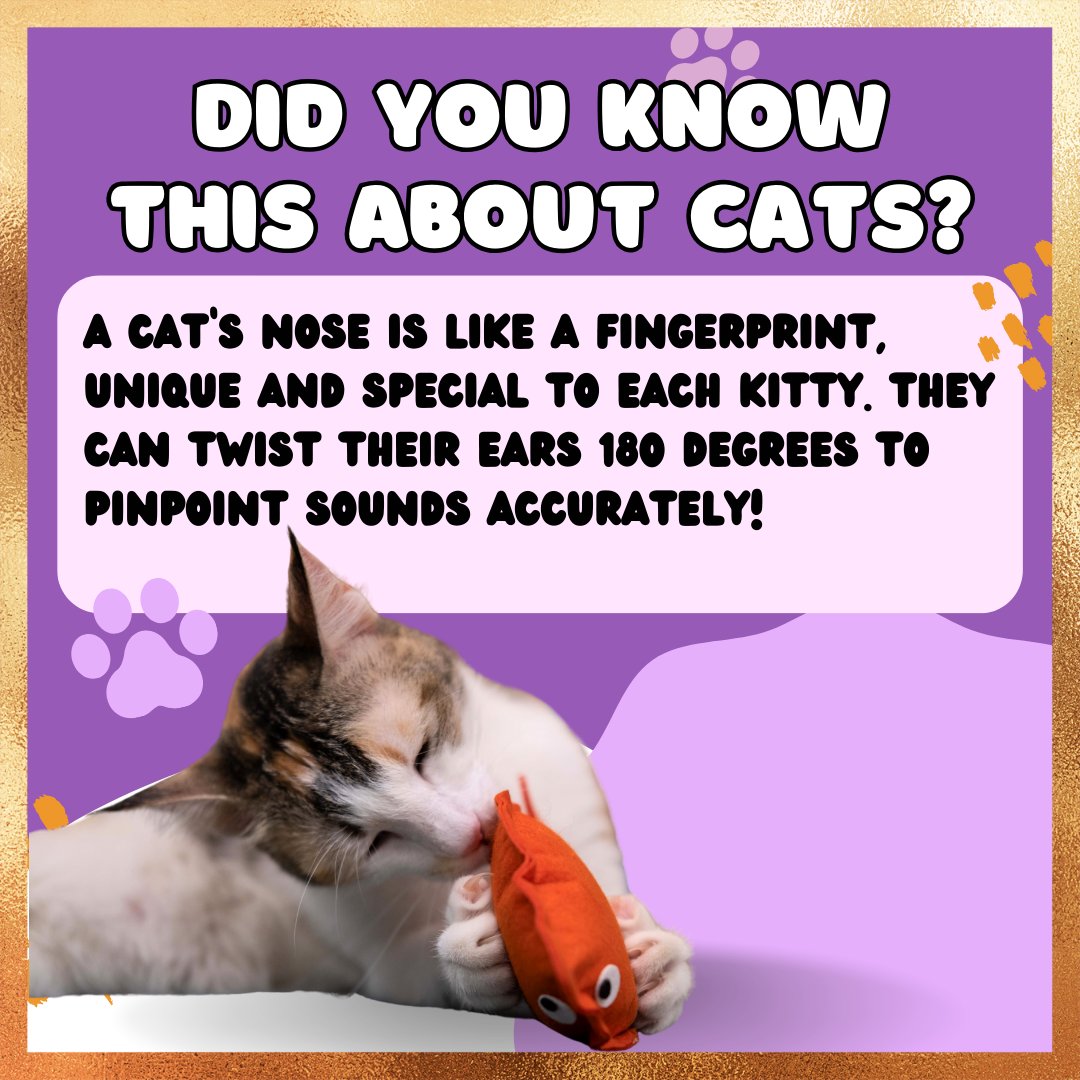 Did you know this fun fact about cats?
.
.
#trivia #catnip #catmeme #cattoys  #funny #indiancat #hrikutoys #hrikucattoys #viral #trending