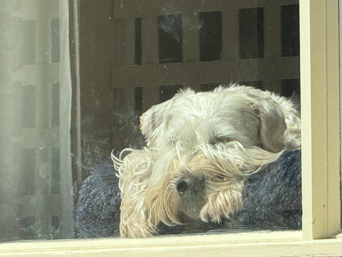 KC30917170's tweet photo. @OberonWheaten I am inside with the aircon keeping cool. I do want to run and chase my ball but I agree it is too hot 🥵 https://t.co/4ZIZ4YmTgI