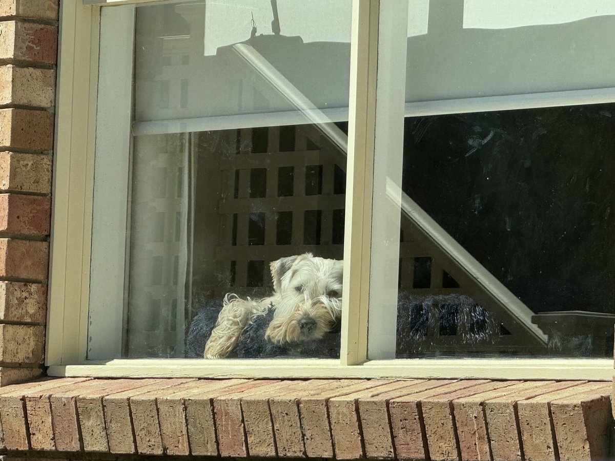 KC30917170's tweet photo. @OberonWheaten I am inside with the aircon keeping cool. I do want to run and chase my ball but I agree it is too hot 🥵 https://t.co/4ZIZ4YmTgI