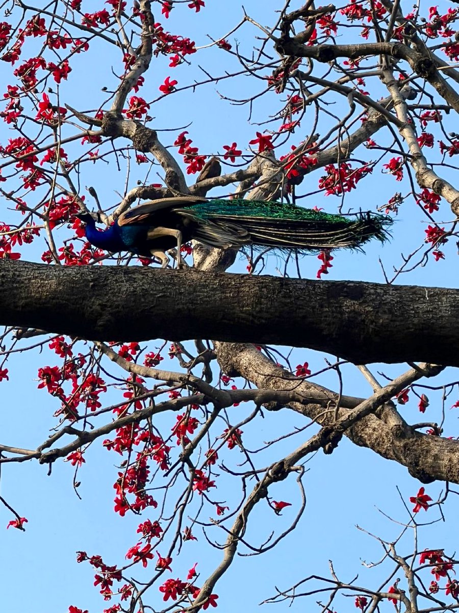 Semal’s season sets in. 

The word Semal originates from Śālmalī in Sanskrit. It has many local names in our country. Also called Cotton tree, Silk-cotton tree or Malabar silk cotton tree. They shed all their leaves and get laden with red succulent flowers in the season.