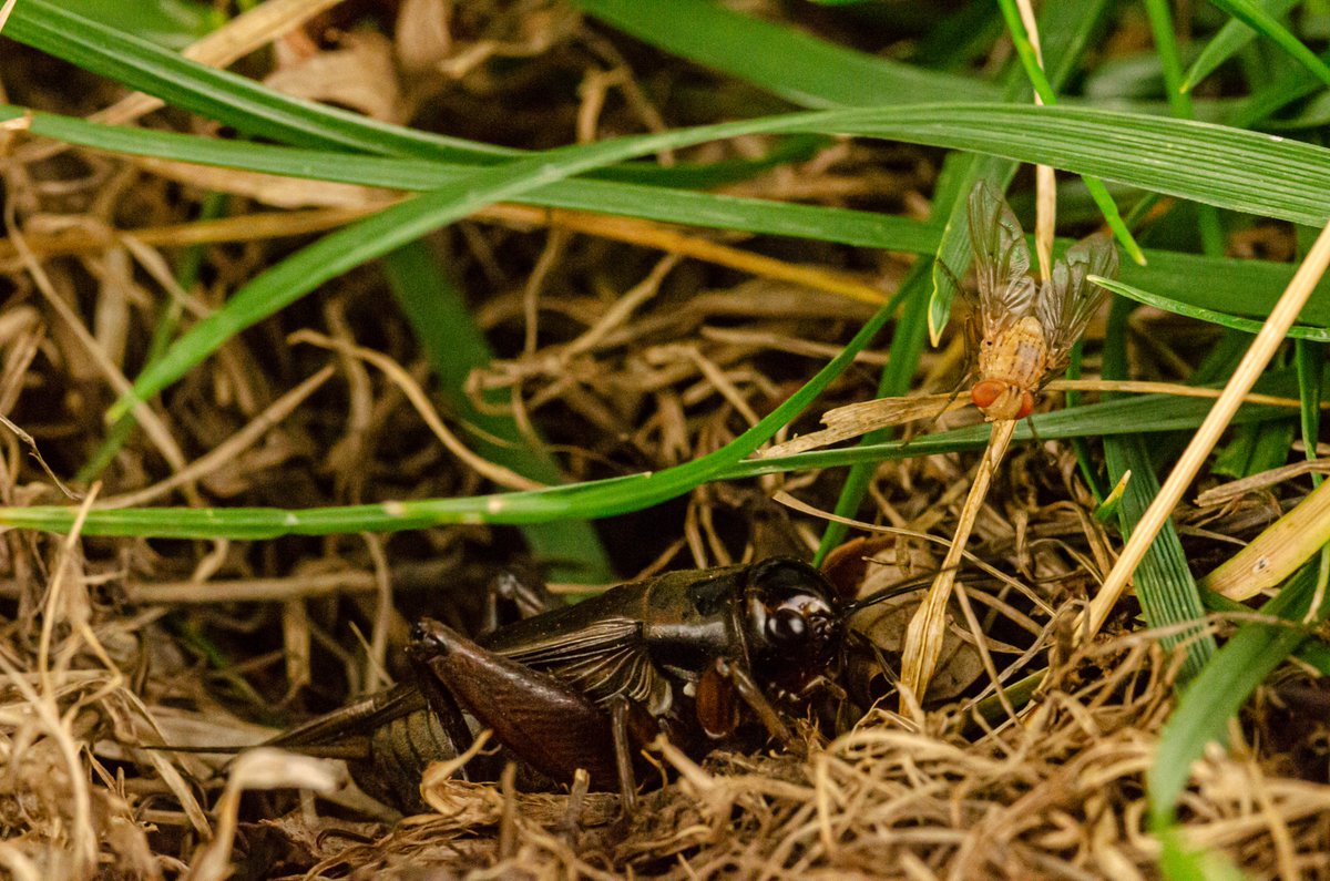 Do you know of any students interested in an #NSFfunded, 2 (or more) yrs Postbac research experience investigating the @neuroethology of auditory perception in the acoustic parasitoid fly #Ormiaochracea? More info here: animalbehaviorsociety.org/web/news.php?v… Please RT!