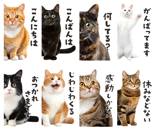 mikenoki_stamp's tweet photo. 「大迫力！ちらっと猫【写真BIGスタンプ】」

半分ちょっとのぞいて、一言いう猫さんのリアルなフォトスタンプです。会話にインパクトを与えます！ぜひ見てくださいね💕

https://t.co/5ruZBh2QuT

#LINEスタンプ #LINE #にゃんこ #猫好き https://t.co/bUreH41AKE