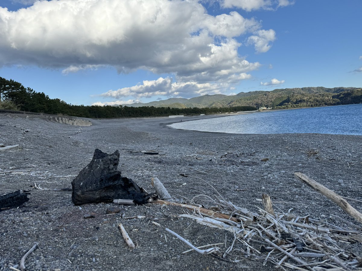 logic_daisy's tweet image. 猫の姿をした流木に出会った