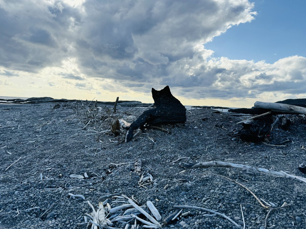 logic_daisy's tweet image. 猫の姿をした流木に出会った