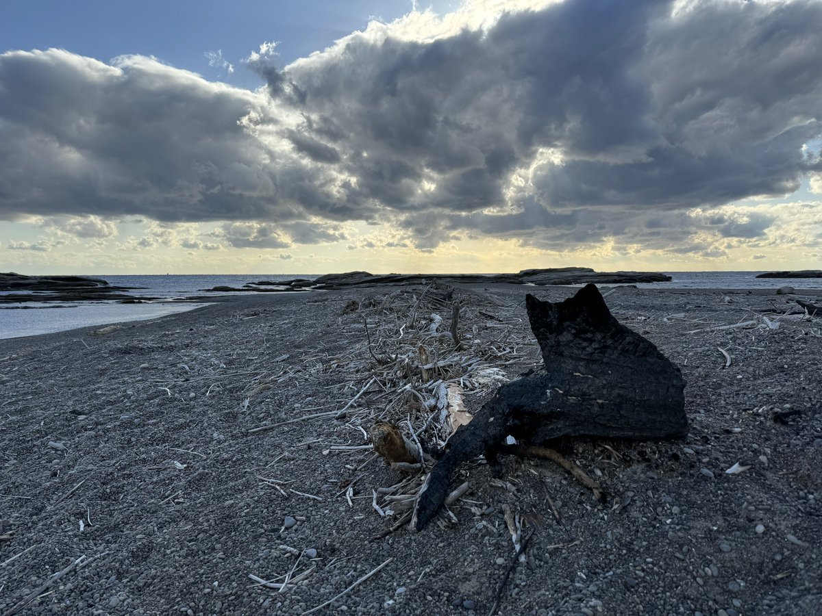 logic_daisy's tweet image. 猫の姿をした流木に出会った