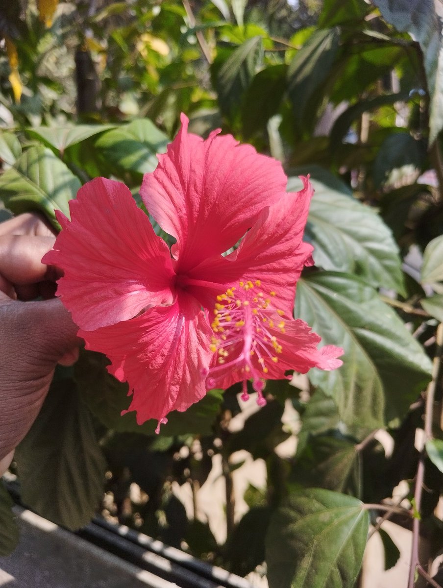 #flower #smallgarden #veeramangudi #papanasam #thanjai #justnowclick