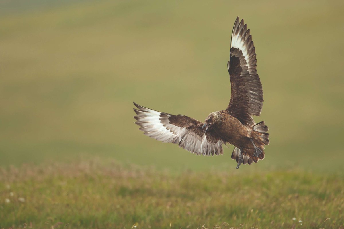 The H5N1 strain of HPAI virus that has been circulating in the UK and across Europe since 2021 is ‘highly concerning’ and has become one of the biggest immediate conservation threats faced by multiple seabird species, a new report has said. Read more at ow.ly/NImL50QJZGZ