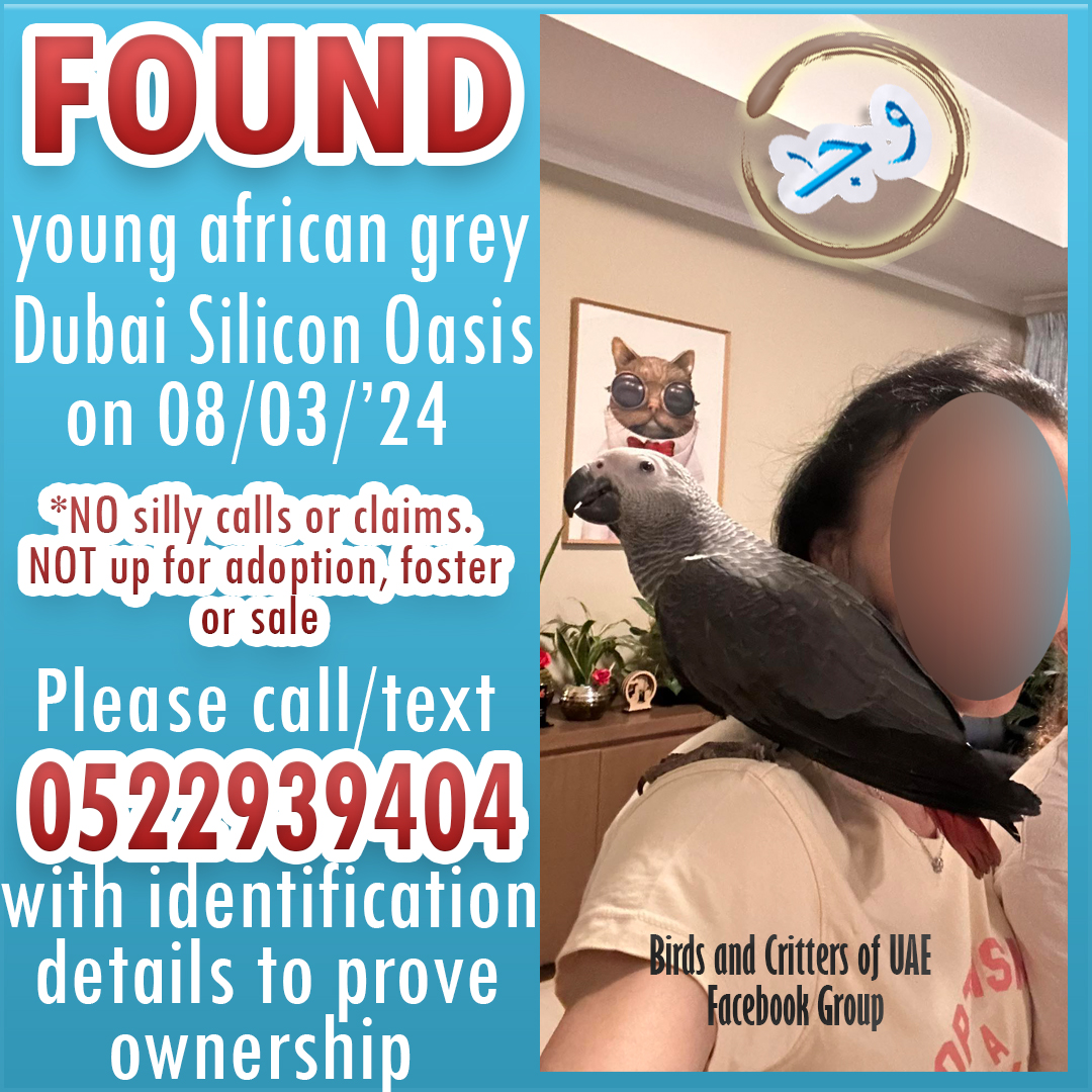 #foundparrot  #foundafricangrey #lostandfoundparrots #lostandfoundparrotsuae #birdsandcrittersofuae #africangrey #africangreys #africangreyparrot #africangreyparrots  #uae #dubai #dubaipets #dubaiparrots #dso #dsodubai #dubaisiliconoasis #dubaisiliconoasiscedrevillas #cedrevillas