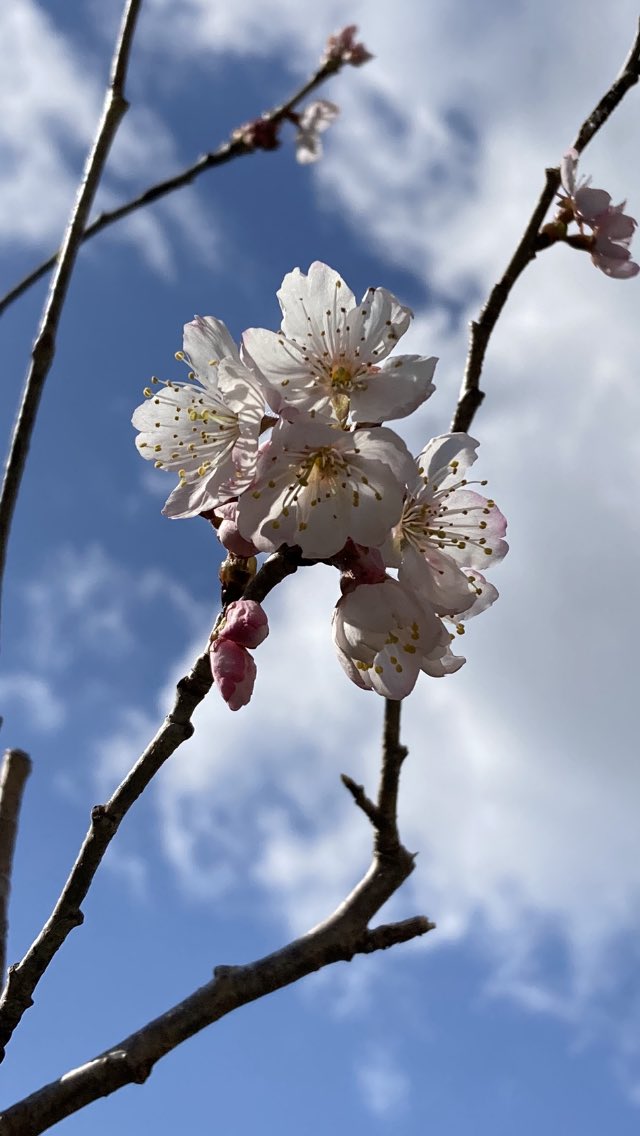 convallaria0315's tweet photo. 今朝はいい天気と思ったら突然アラレちゃんが降って来た
天も泣いているか？ https://t.co/Yfq9XkjJ9u