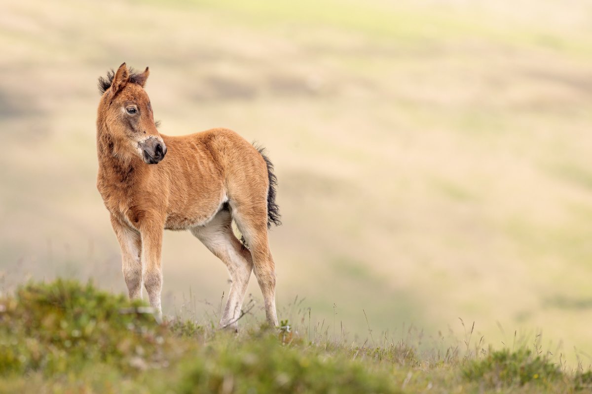 Good morning! As I delve into editing my images for a magazine article, I couldn't resist sharing one of my favorite encounters: this adorable foal, leisurely wandering along the ridge top high up on the open moor, with its attentive mother following closely behind. This image