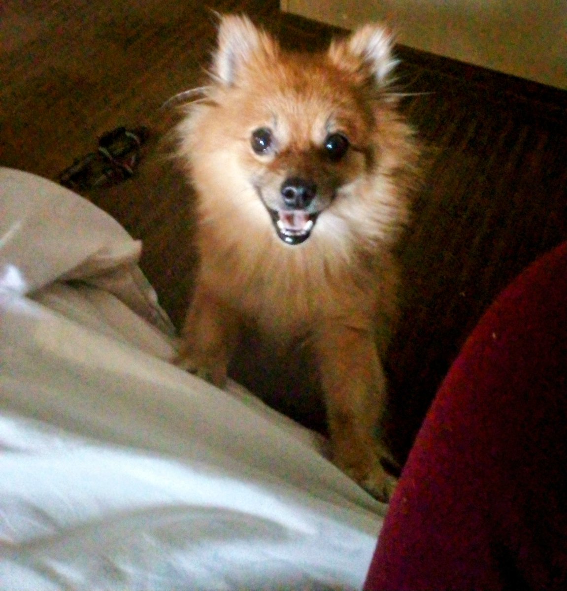 YourPolish's tweet photo. My smiley girl!!!! I love her so much!! Alanis and Adonis I never seen a dog smile so much in my entire life!!!!! https://t.co/w4F7148Tr2