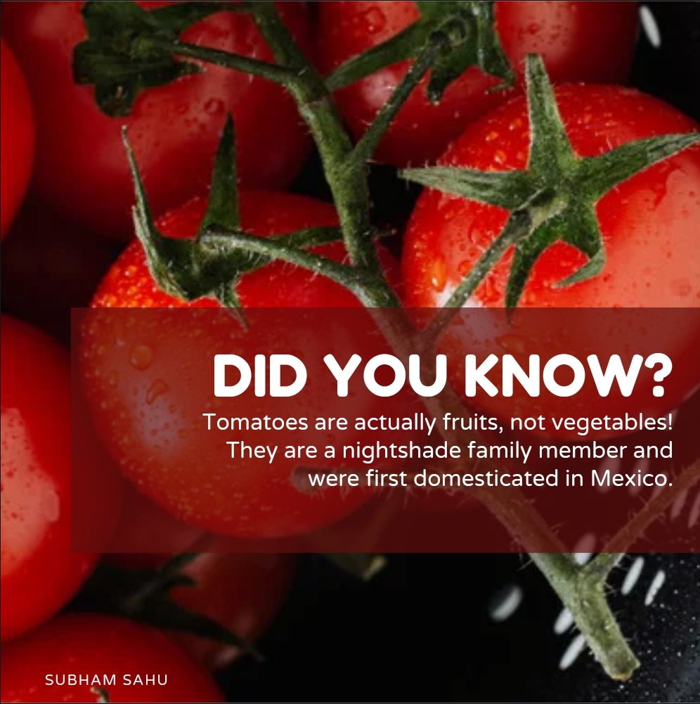 DID YOU KNOW?
Tomatoes are actually fruits, not vegetables!
They are a nightshade family member and
were first domesticated in Mexico.

.
.
.
.
.
.
.
#tomatoes #fruits #vegetable #viralpost #trending #trendingpost #instagramindia #facebookpost #factspost #mexico #red #knowledge