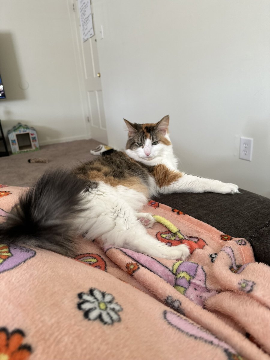 SinfulJealousy's tweet photo. @Cau7ioN I hope I’m not too late. Her name is Pumpkin 🫶🏼 https://t.co/7lXokvCrtZ