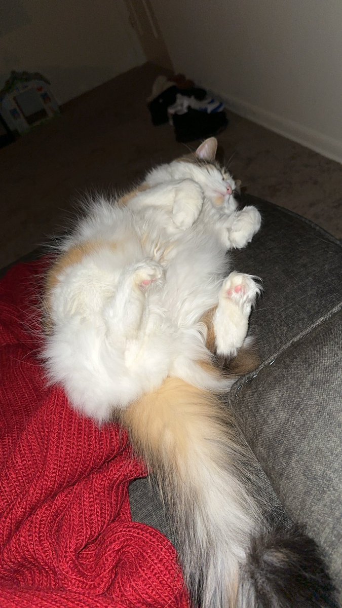 SinfulJealousy's tweet photo. @Cau7ioN I hope I’m not too late. Her name is Pumpkin 🫶🏼 https://t.co/7lXokvCrtZ