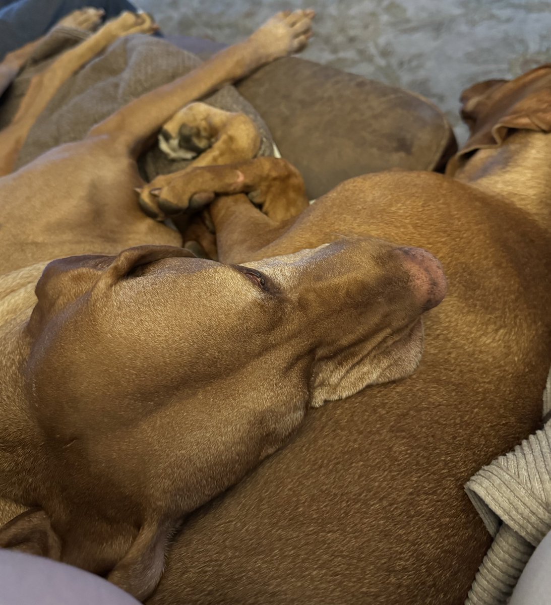 #FridayFeeling #vizsla puppy pile to end a week.