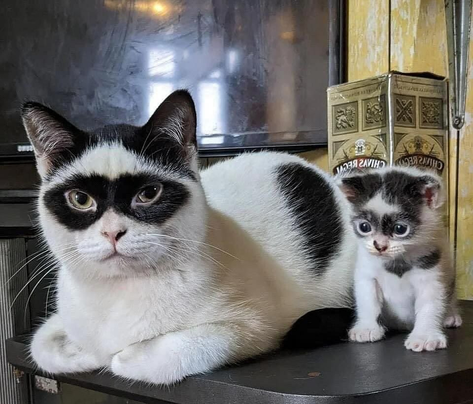 fnvdania's tweet photo. @convomf ni si betmen sama robin
dpt dri timeline, ga lucu tp cute muka meng nya kek aga bloon gitu tp imut https://t.co/uAYs5Ilph6