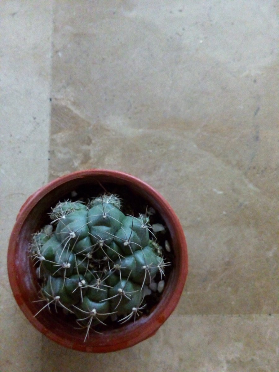 jun_e_trinidad's tweet photo. #Cactus #Plant https://t.co/1cgKNyHQXw