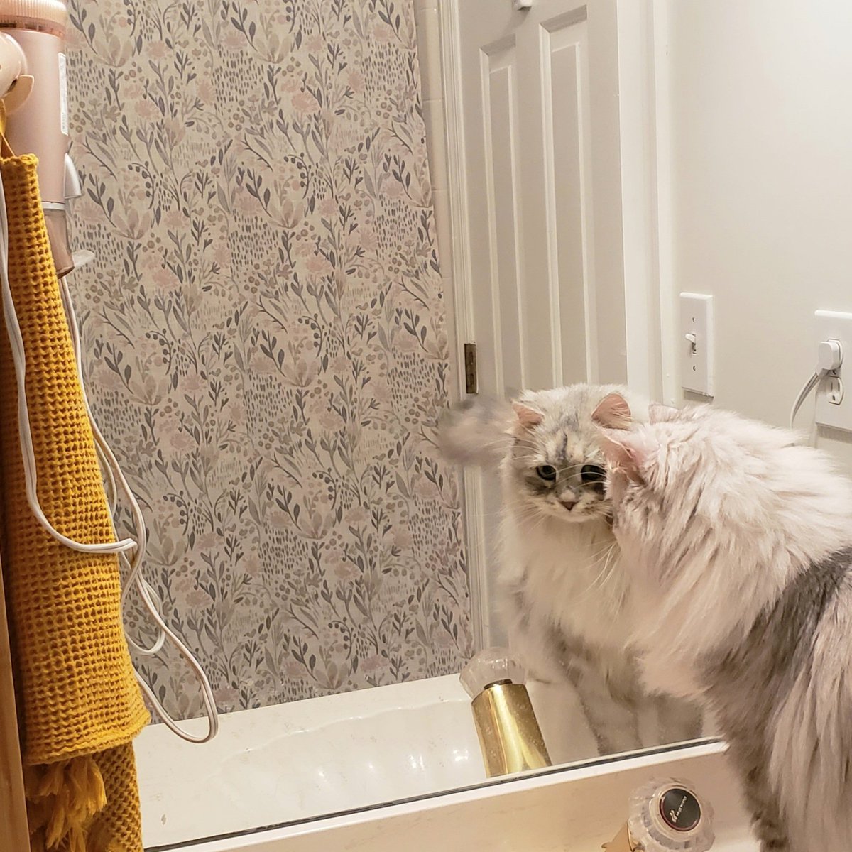 fluffybig_cats's tweet photo. New shower curtain installed for the spring
#siberian #catoftheday #Caturday https://t.co/5aJxvY5MG4