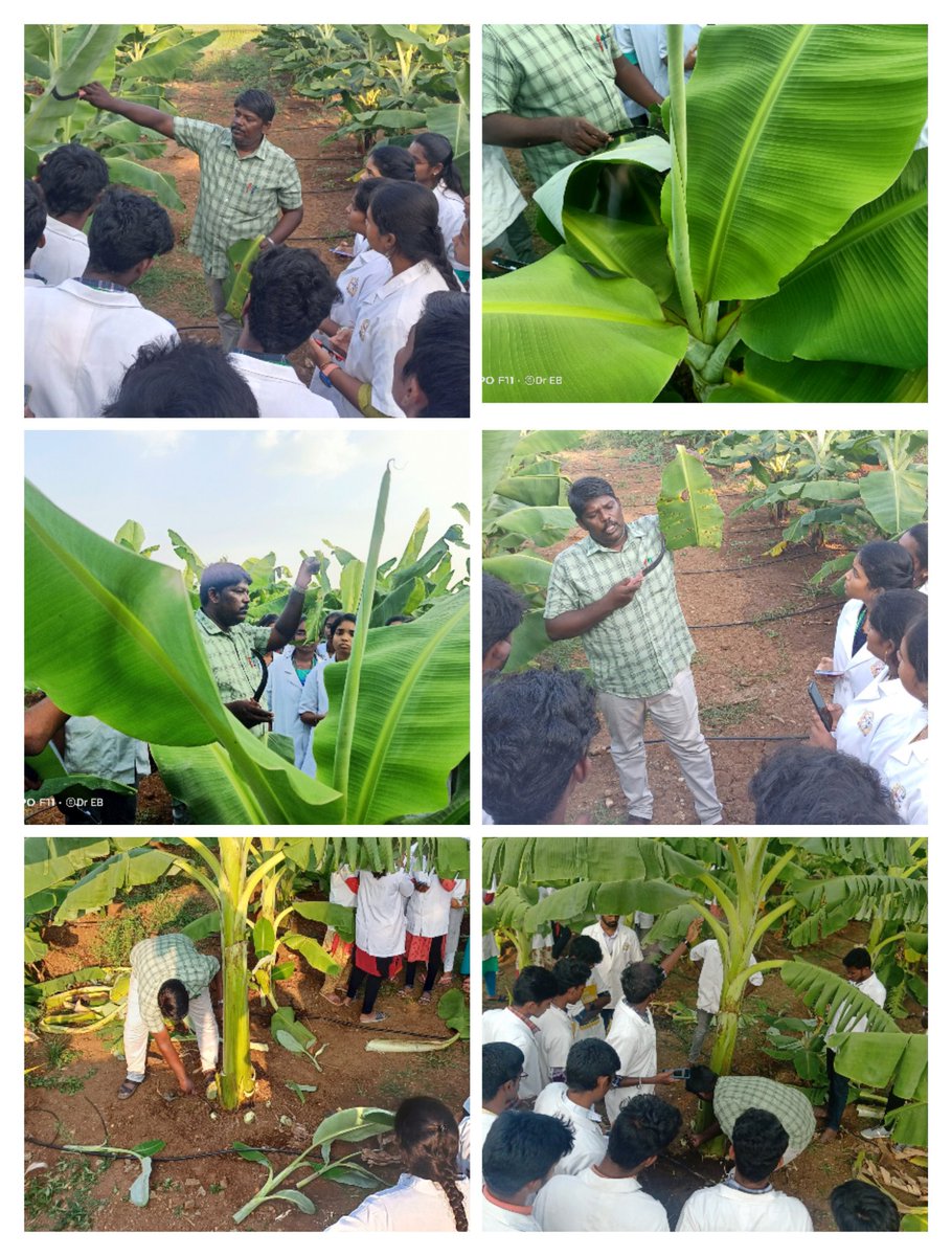 Happy International Women's Day by Dr.Sivalingam Elayabalan South India.Tamil Nadu.#CGIAR #gender #iiat #CIAT