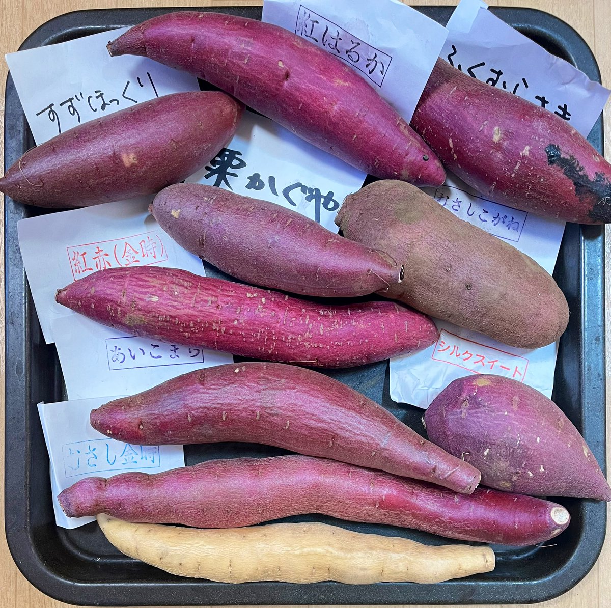 ふくむらさき苗100本パープルスイート100本 シルクスイート 苗 100本