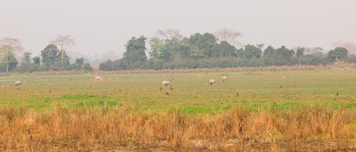 ଆସାମର କାଜିରଙ୍ଗା ଜାତୀୟ ଉଦ୍ୟାନରେ ଭ୍ରମଣ କରିଛନ୍ତି ପ୍ରଧାନମନ୍ତ୍ରୀ ନରେନ୍ଦ୍ର ମୋଦି

#Assam #KazirangaNationalPark #NarendraModi #visitassam #ElephantSafari #odishanewsepaper