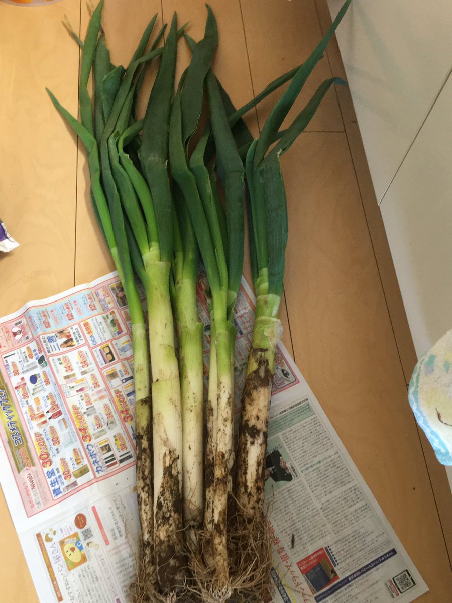 anzutosora2525's tweet image. 土つき根っこつき250円
丸ごと頂いて根っこは
土にぽいっと…
何度もありがとう！のネギ🤤
仕事前のなんてことない喜び😂
＃根っこ