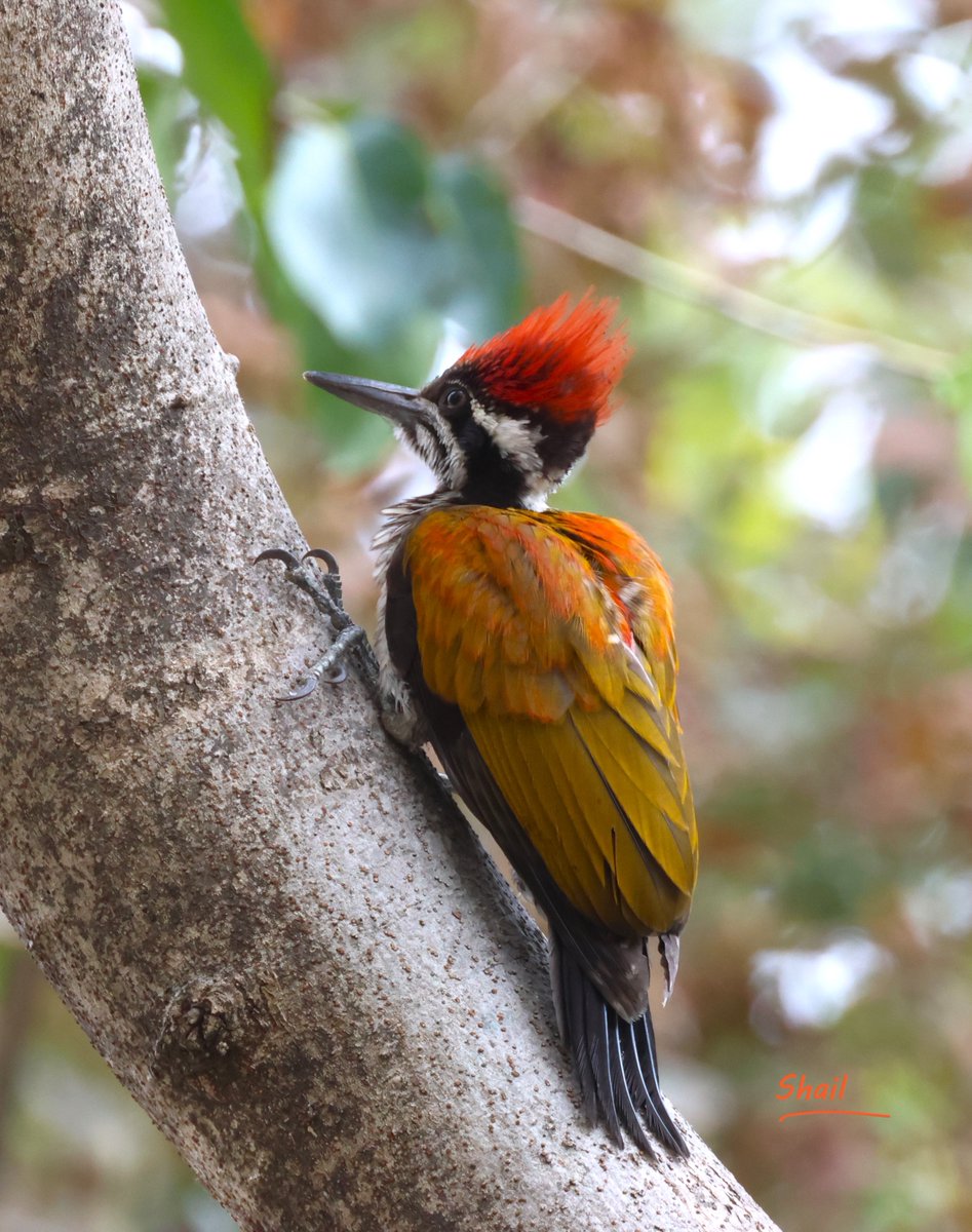 'Many critics are like woodpeckers, who, instead of enjoying fruit and shadow of the tree, hop incessently around the trunk, pecking holes in the bark, hoping to get the worms' Greater Flameback @snshindol #canon #IndiAves #birds #ThePhotoHour #birdwatching #BirdsSeenIn2024