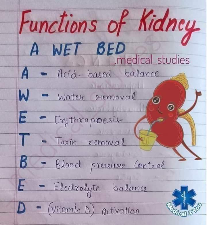 chilli_milli5's tweet photo. Function of Kidney.
#Medical #Medical_Knowledge #Kidney https://t.co/u1YqVW9m7F