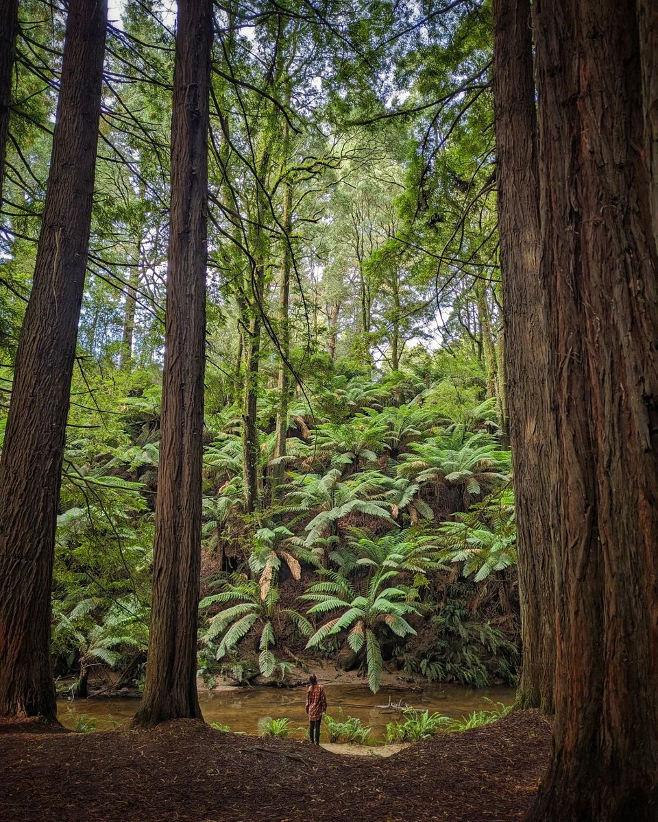 From breathtaking falls to rain forest walks, Otway National Park holds a special place in our heart 💚 📍 Beauchamp Falls, Otway National Park, @VstGreatOceanRd 📸 via IG/lost.e4rth [Image Descriptions: These images are of a dense forrest with a waterfall.]