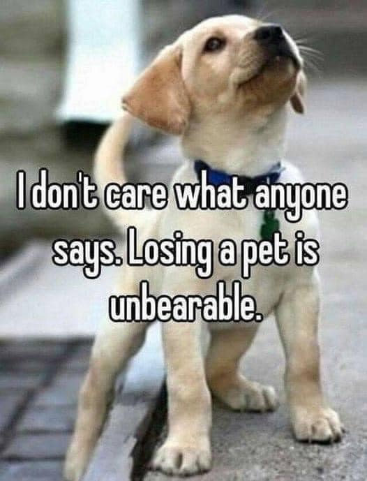BestinDogs's tweet photo. https://t.co/YJPxv9DLGZ