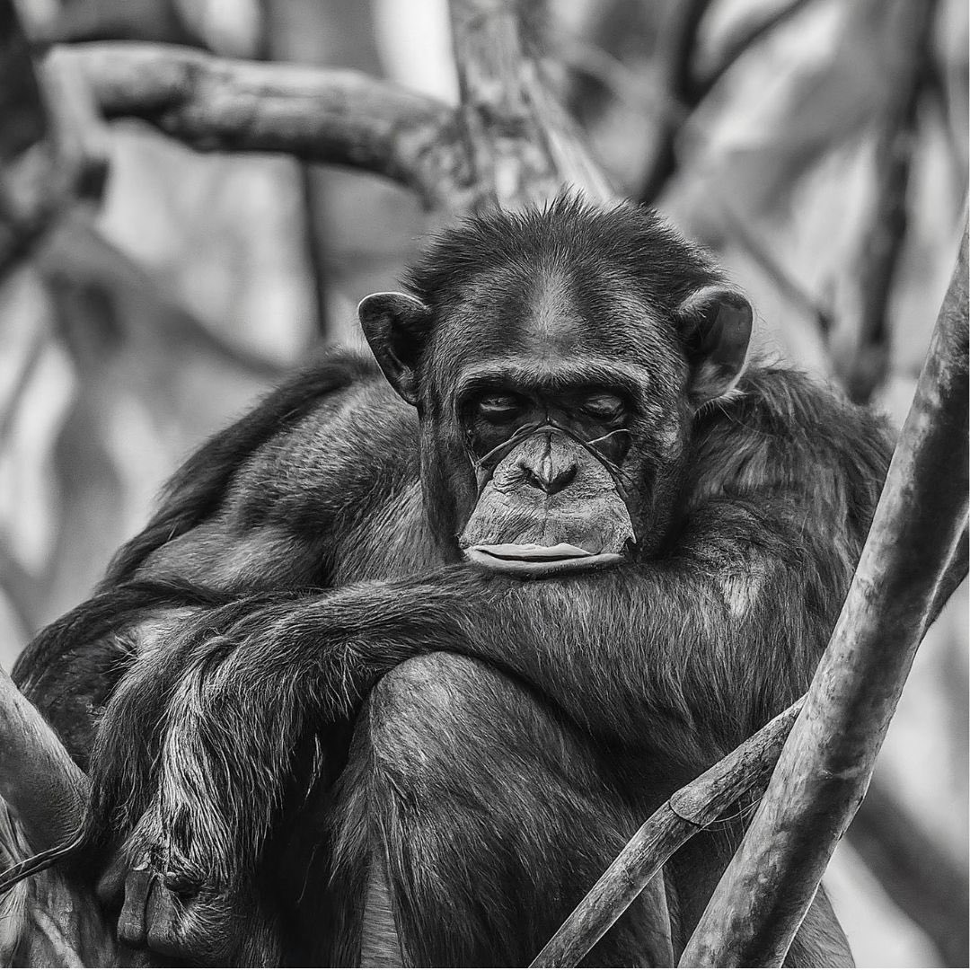 Go Ape Foundation NL tweet media