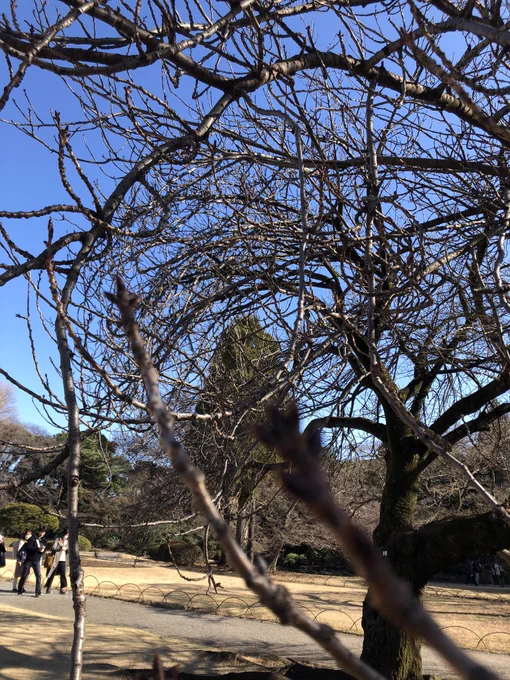 蝋梅、花は終わりひよが休んでたちょっぴり困ってたみたいだけど。桜はやる気出してました。 