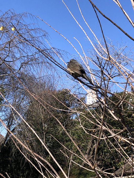 蝋梅、花は終わりひよが休んでたちょっぴり困ってたみたいだけど。桜はやる気出してました。 