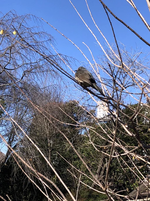 蝋梅、花は終わりひよが休んでたちょっぴり困ってたみたいだけど。桜はやる気出してました。 