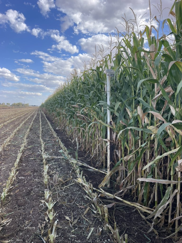 I knew there was a reason i put my moisture probes on row 25. 🍀