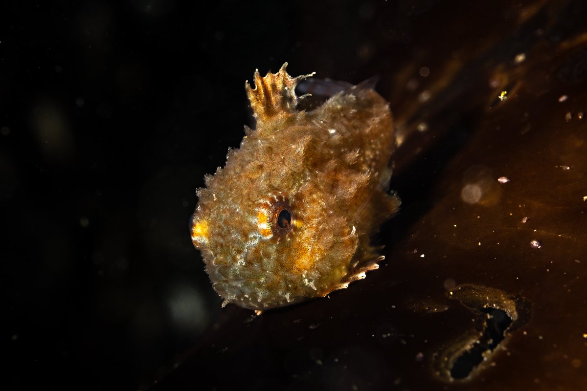 One of our favorite photos captured with the Inon S220 strobe now available at Bluewater Photo