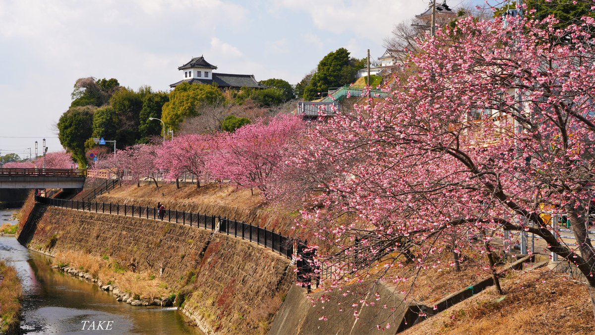 静岡県掛川市の掛川城周辺に 掛川桜を見に行って来ました 逆川沿いの両岸が紫紅色に染まり 華やかで美しかったです🌸🏯🌸