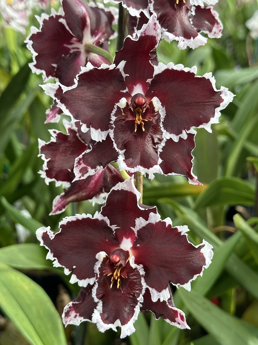 Oncidium Vieux Prespbytere (Trodais x Black Diamond) with deep dark burgundy surrounded by white frilled edging. A stunning hybrid 🌿 #orchids #orquídeas #nature #conservation