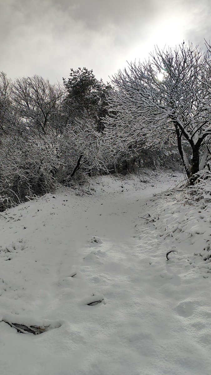 RedmeteoP's tweet photo. Moita neve no Faro, entre rodeiro e chantada https://t.co/n66WbNyWzM