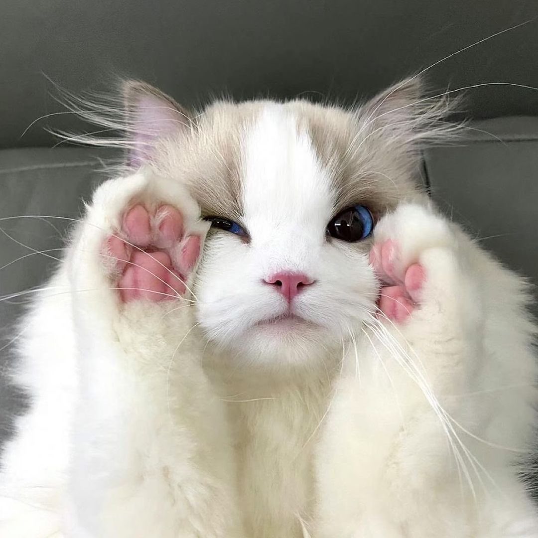 kedi aurası gülümsetir😺 (@kediaurasi) on Twitter photo 