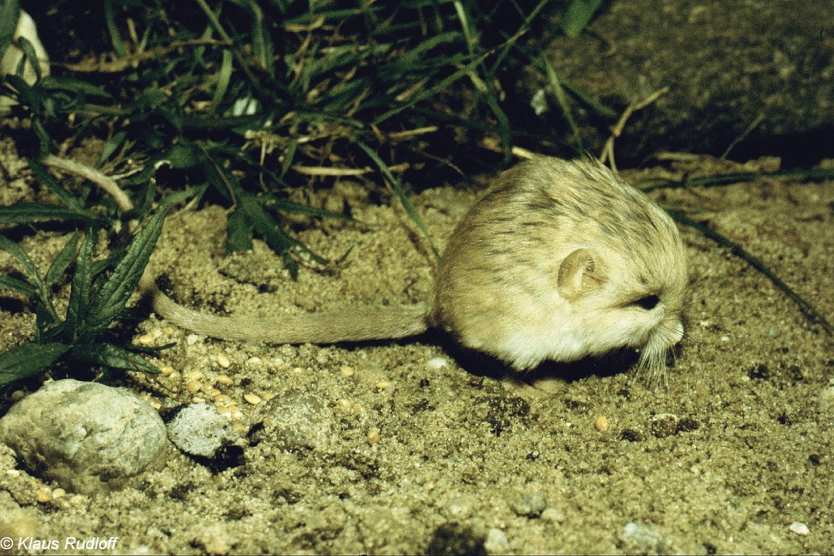 While everyone is still discussing Dune, the kangaroo mouse Muad'dib is  real! My favorite species is the thick tailed pygmy jerboa, image size:1200x800