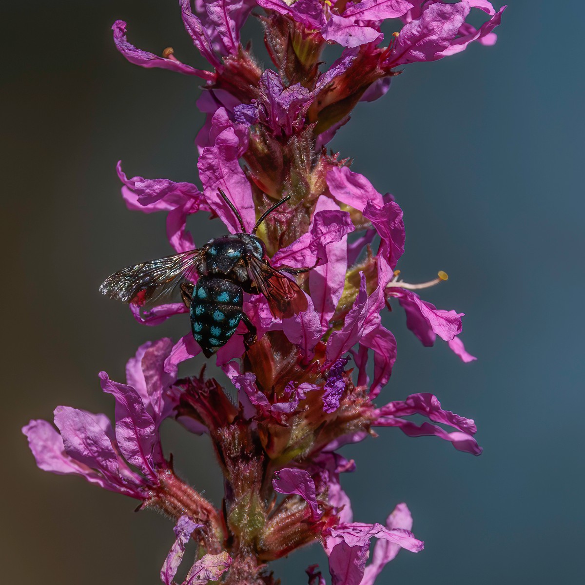 The beautiful Chequered Cuckoo Bee, 𝘛𝘩𝘺𝘳𝘦𝘶𝘴 𝘤𝘢𝘦𝘳𝘶𝘭𝘦𝘰𝘱𝘶𝘯𝘤𝘵𝘢𝘵𝘶𝘴, has been spotted around the Gardens recently. Cuckoo Bees are 'kleptoparasites', laying eggs in the nests of other native bees. 📸 Phil Green, ANBG Friends Photography Group