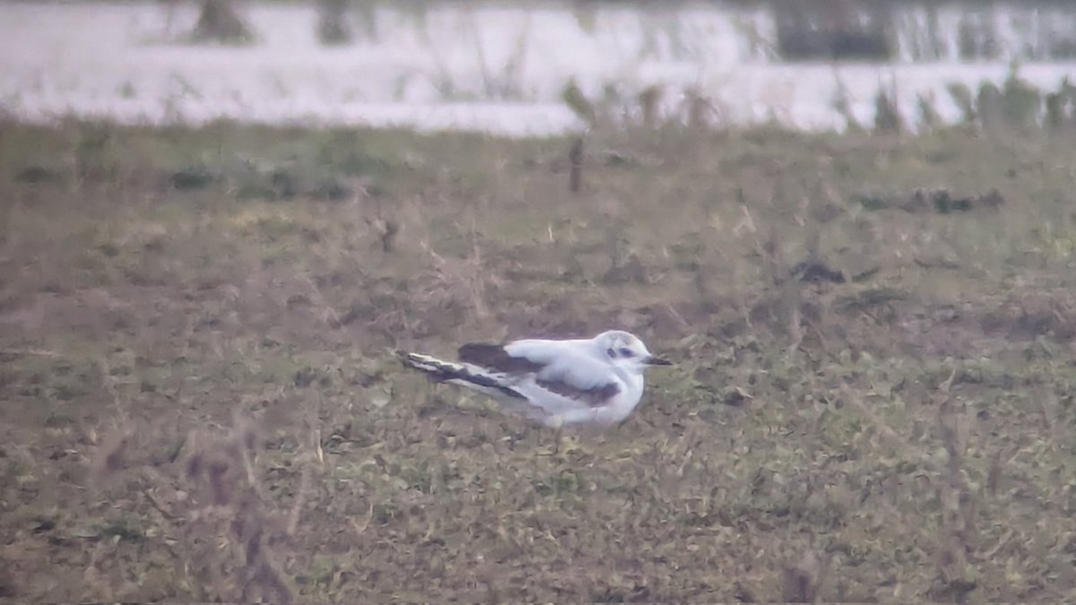 Nice 'Little' start to the patch visit this morning.