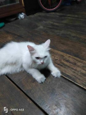 Catster & Co บ้านพักพิงแมวจร tweet media
