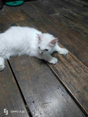 Catster & Co บ้านพักพิงแมวจร tweet media